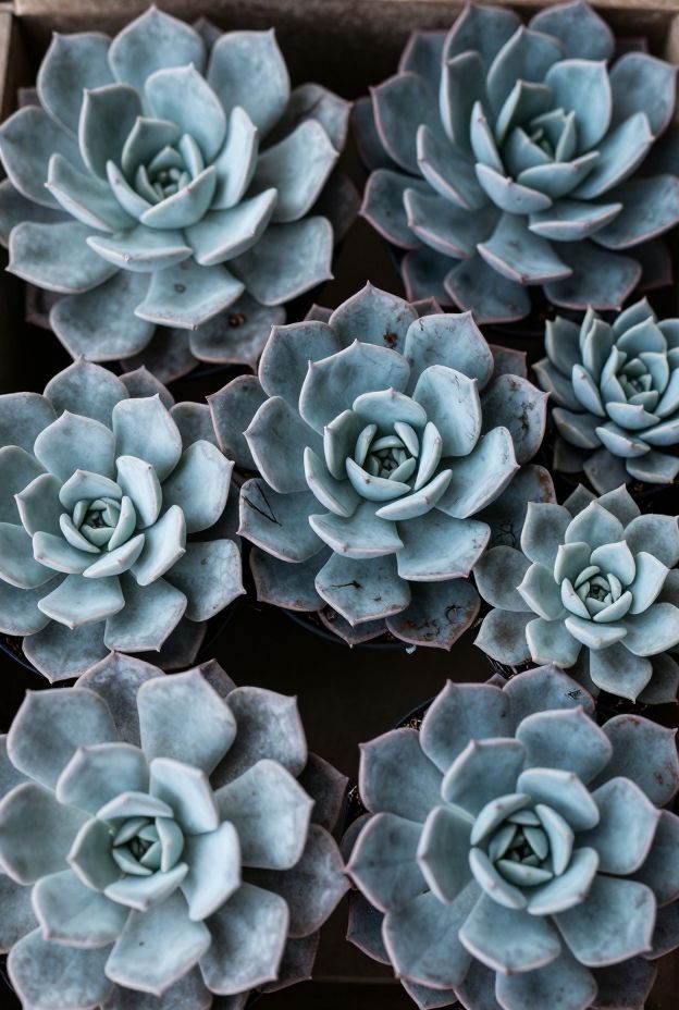 14 Drought-Tolerant Succulent Garden Design Ideas for Easy Care