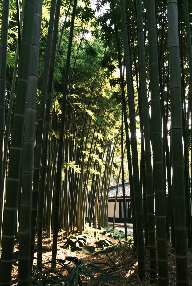 11 Serene Zen Garden Ideas for Meditation and Mindfulness Spaces