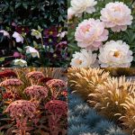 Perennial garden ideas beautiful color year after year