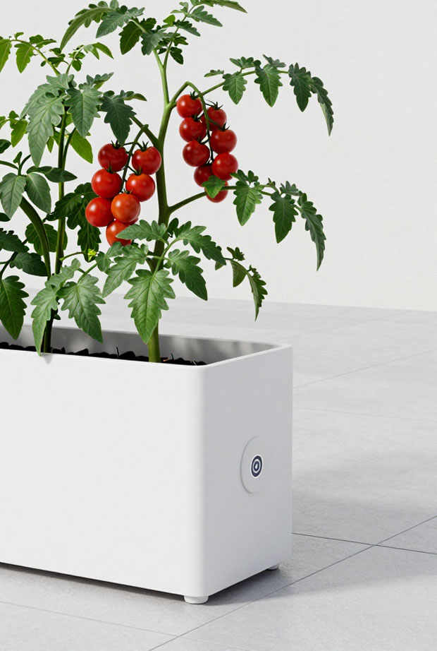 11 Smart Tomato Planter Ideas to Grow More in Less Space
